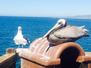 Seagull & Pelican